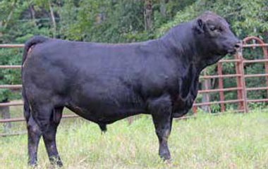 Lot 43 - 130X VICKRAM 637D ET